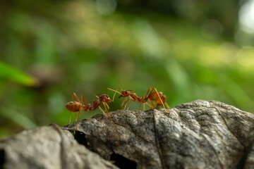 Worker ants and light bokeh background, (Oecophylla smaragdina F.)
