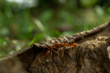 Worker ants and light bokeh background, (Oecophylla smaragdina F.)
