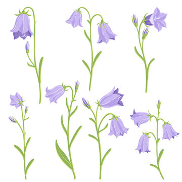 harebell, Scottish bluebell, forest flowers, Campanula rotundifolia, vector drawing wild plants at white background, floral element, hand drawn botanical illustration