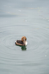 duck in the water