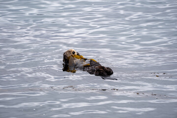 sea otter floating in morro bay