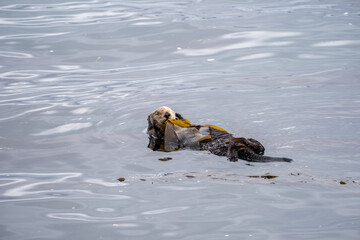 sea otter in morro bay