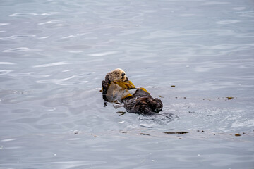 sea otter in ocean