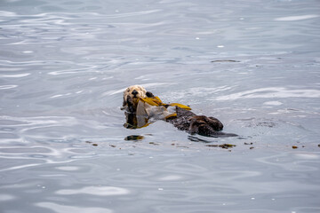 sea otter in ocean
