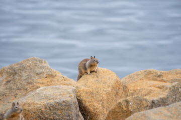 squirrel on rock by ocean