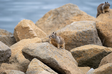 squirrel on rock by water