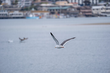 seagull in flight over the ocean