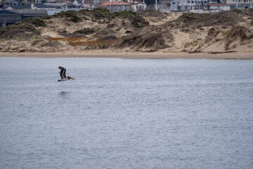 pelican flying over the water