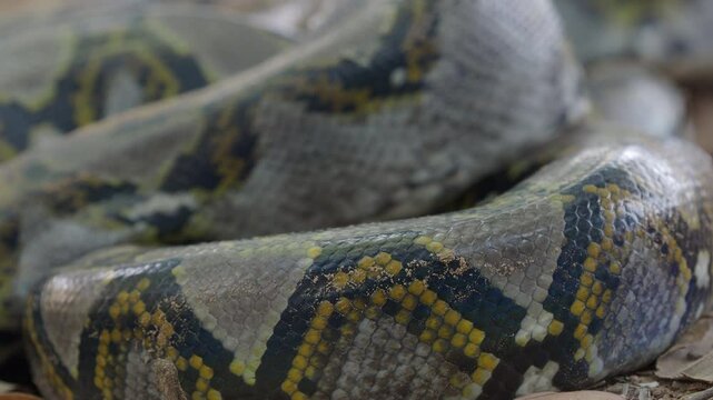 Python crawling on the ground in the forest