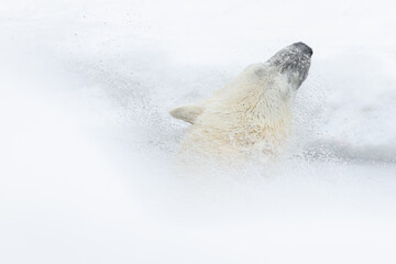 Polar bear