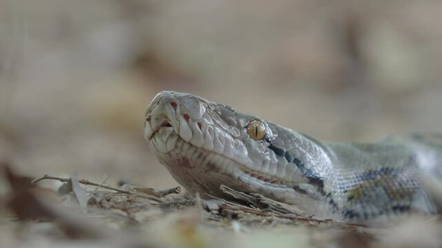 Python crawling on the ground in the forest