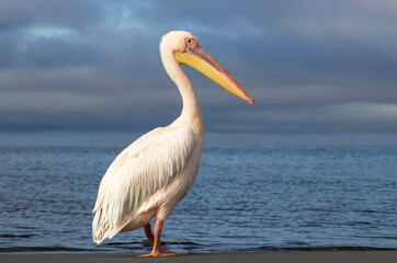 African wild bird. A lone Great pelican in a blue lagoon against a cloudy sky
