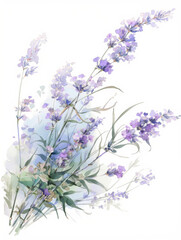 Fototapeta premium Lavender watercolor hand-painted decorative elements