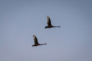 Black swan in flight