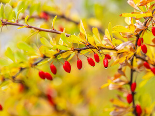 Branches of a barberry Bush with ripe red barberry berries