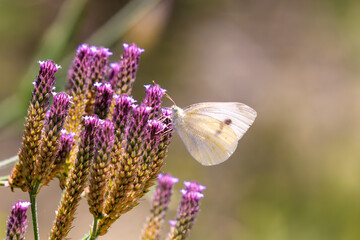 butterfly on lavender