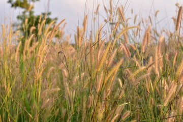 Glowing orange grass flower from sunlight back light in a grass field, natural background. nature in autumn, field of wheat summer nature background, grass flower grass on sunset background.Thailand.