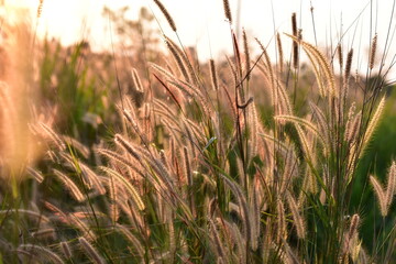 Glowing orange grass flower from sunlight back light in a grass field, natural background. nature in autumn, field of wheat summer nature background, grass flower grass on sunset background.Thailand.