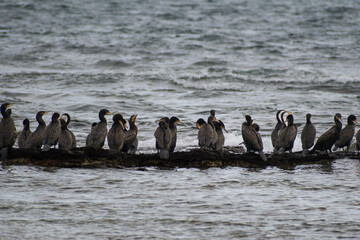 Group of birds on beach