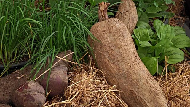 Planting cassava trees. Farmers are harvesting cassava.