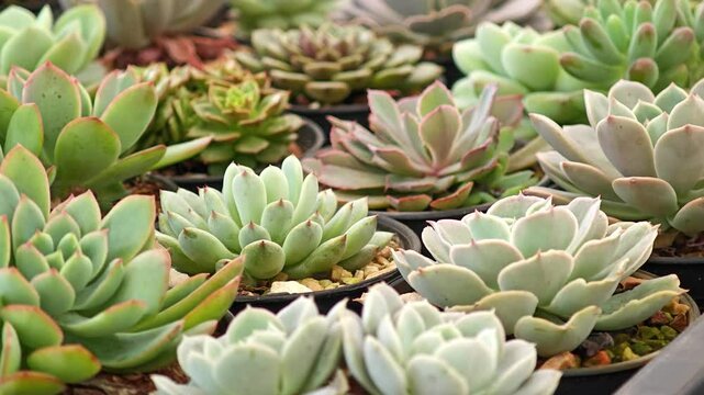 Ornamental plant, Echeveria elegans that thrives in a pot in the garden.
