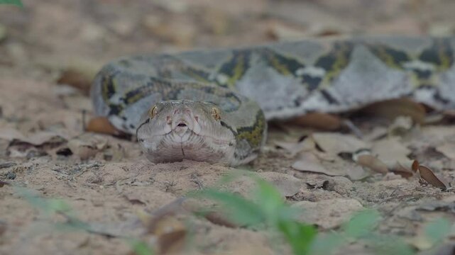 Python crawling on the ground in the forest