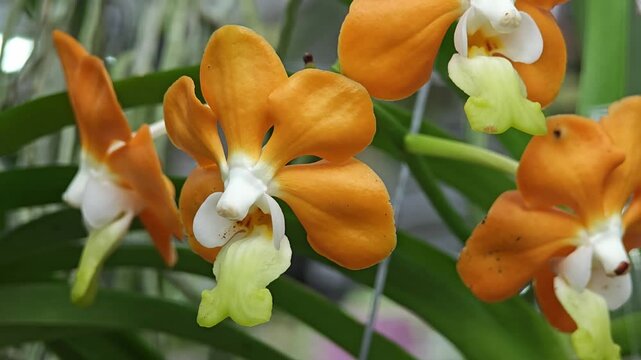 Orange vanda denisoniana orchids in the garden.
