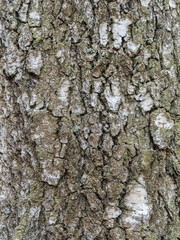 The texture of the birch bark.