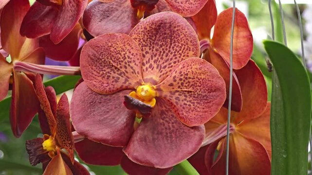 Vanda Kulwadee Fragance blooms in the garden.