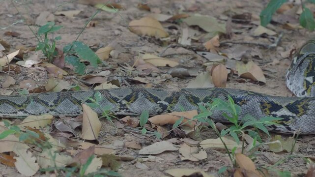 Python crawling on the ground in the forest