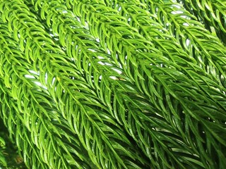 Araucaria heterophylla