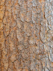 Old wood pine bark texture or background.