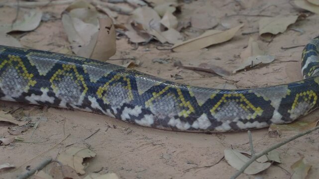 Python crawling on the ground in the forest