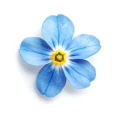 Delicate Bloom: A captivating top view captures a vibrant single forget-me-not flower in full bloom, boasting delicate blue petals and a radiant yellow center.