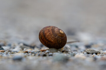 snail on the ground