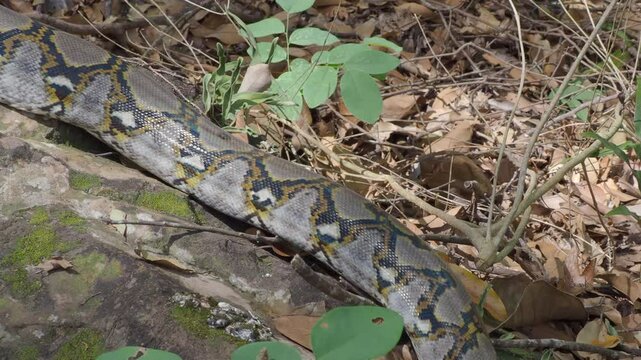 Python crawling on the ground in the forest