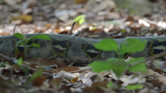 Python crawling on the ground in the forest