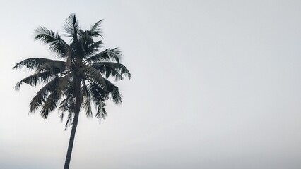 Coconut tree with copy space