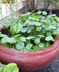green plant in a pot