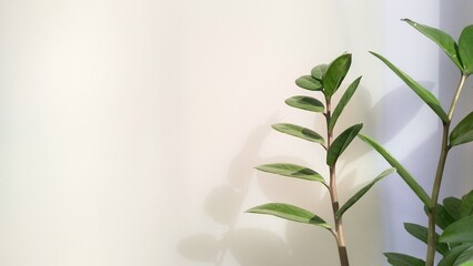 Green leaf with copy space