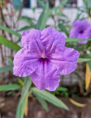 purple flower in the garden