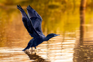 Little Black Cormorant taking off
