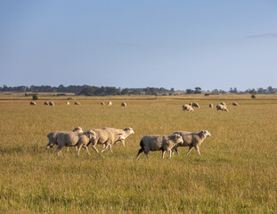 Obraz premium Sheep grazing in a paddock in Victoria Australia