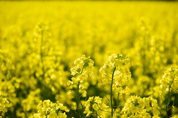 北海道の菜の花畑