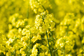 北海道の菜の花畑