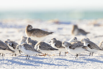 Shorebirds in Florida during winter
