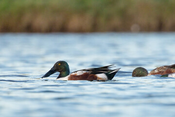 Northern shovelers (Spatula clypeata), strange looking ducks, on a pond on Longboat Key, Florida