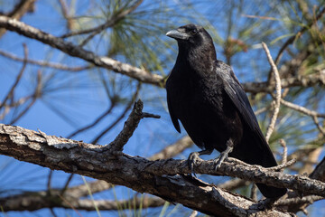 A crow in southwest Florida