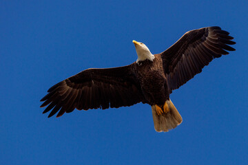 Obraz premium Bald eagle (Haliaeetus leucocephalus) flying over Lido Key, Florida