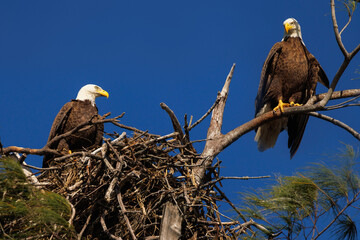 Bald eagle (Haliaeetus leucocephalus) with a nest on Lido Key, Florida